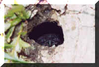 20jours.jpg (84089 octets)