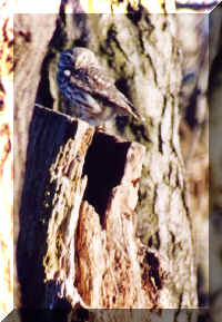 chev�che poteau 1201.jpg (104733 octets)