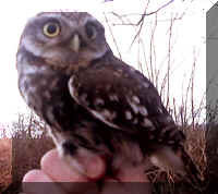 chevechecime.jpg (89809 octets)