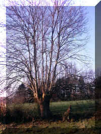 saule3.jpg (401386 octets)