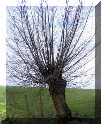 saule5.jpg (312686 octets)