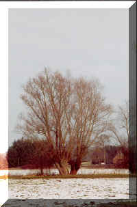 saule6.jpg (185340 octets)