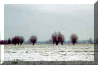 saule fau.jpg (54533 octets)