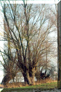 saule j1.jpg (205110 octets)