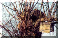 saule+cheveche j-bultot.jpg (240590 octets)