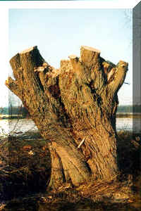 saulej2.jpg (78165 octets)